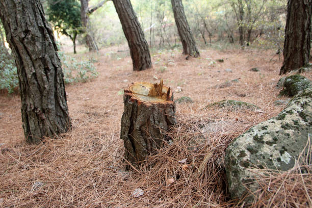 Best Stump Grinding and Removal  in Manor, TX